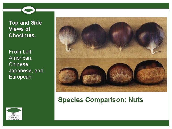 Top and Side Views of Chestnuts. From Left: American, Chinese, Japanese, and European Species