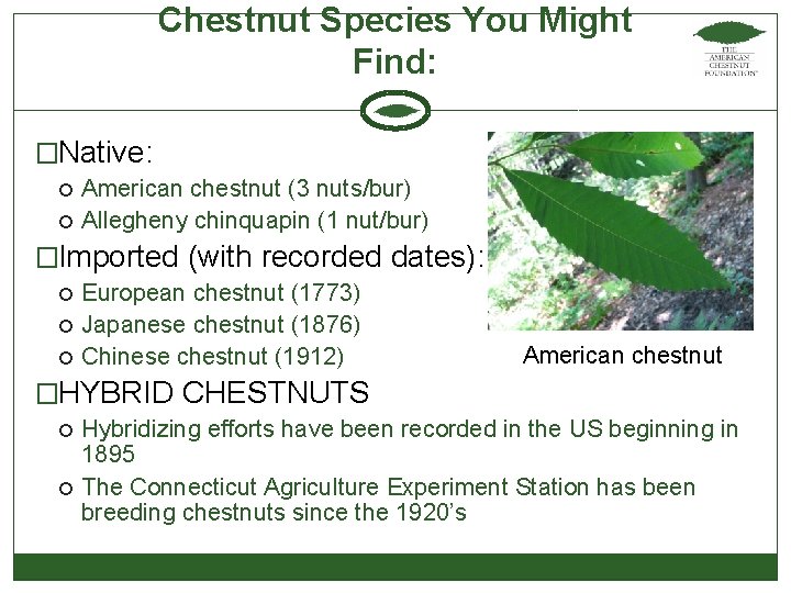 Chestnut Species You Might Find: �Native: American chestnut (3 nuts/bur) Allegheny chinquapin (1 nut/bur)