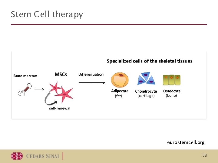 Stem Cell therapy eurostemcell. org 58 Stem Cell therapy eurostemcell. org 58