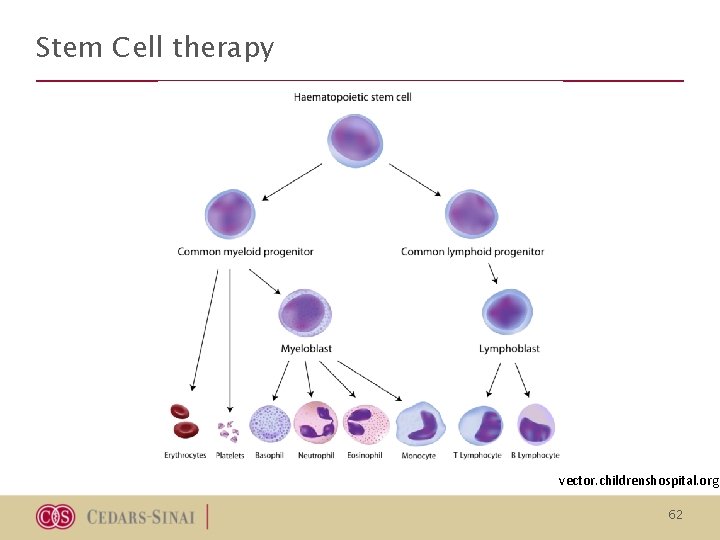 Stem Cell therapy vector. childrenshospital. org 62 Stem Cell therapy vector. childrenshospital. org 62