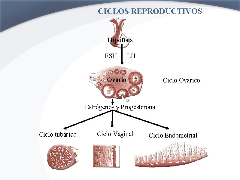 CICLOS REPRODUCTIVOS Hipófisis FSH LH Ovario Ciclo Ovárico Estrógenos y Progesterona Ciclo tubárico Ciclo