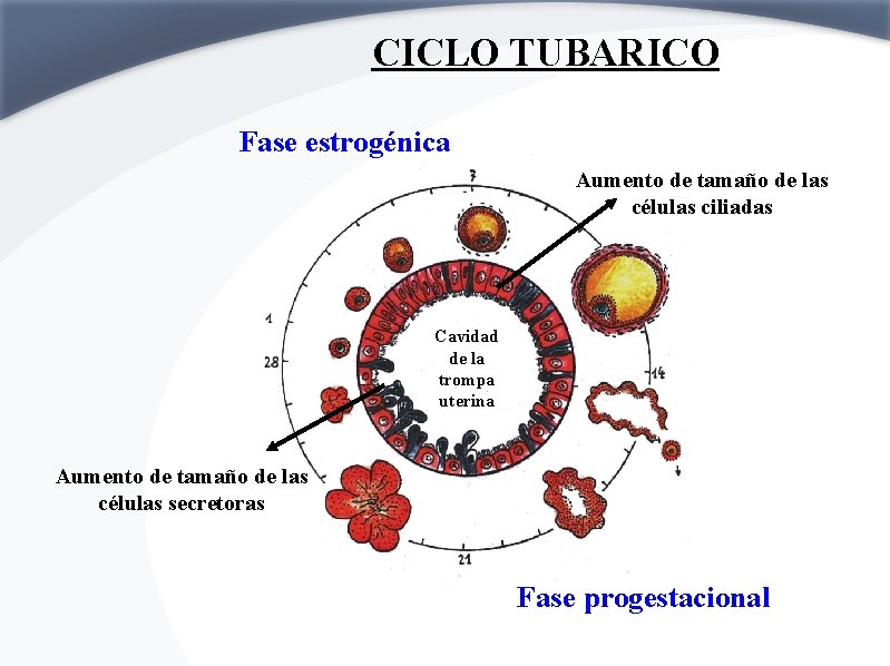 CICLO TUBARICO Fase estrogénica Aumento de tamaño de las células ciliadas Cavidad de la