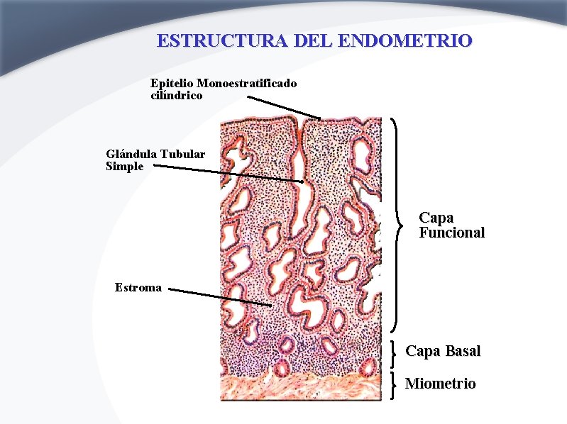 ESTRUCTURA DEL ENDOMETRIO Epitelio Monoestratificado cilíndrico Glándula Tubular Simple Capa Funcional Estroma Capa Basal