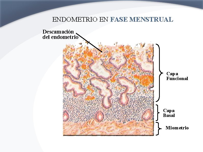 ENDOMETRIO EN FASE MENSTRUAL Descamación del endometrio Capa Funcional Capa Basal Miometrio 