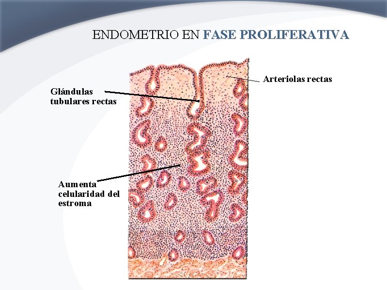 ENDOMETRIO EN FASE PROLIFERATIVA Arteriolas rectas Glándulas tubulares rectas Aumenta celularidad del estroma 