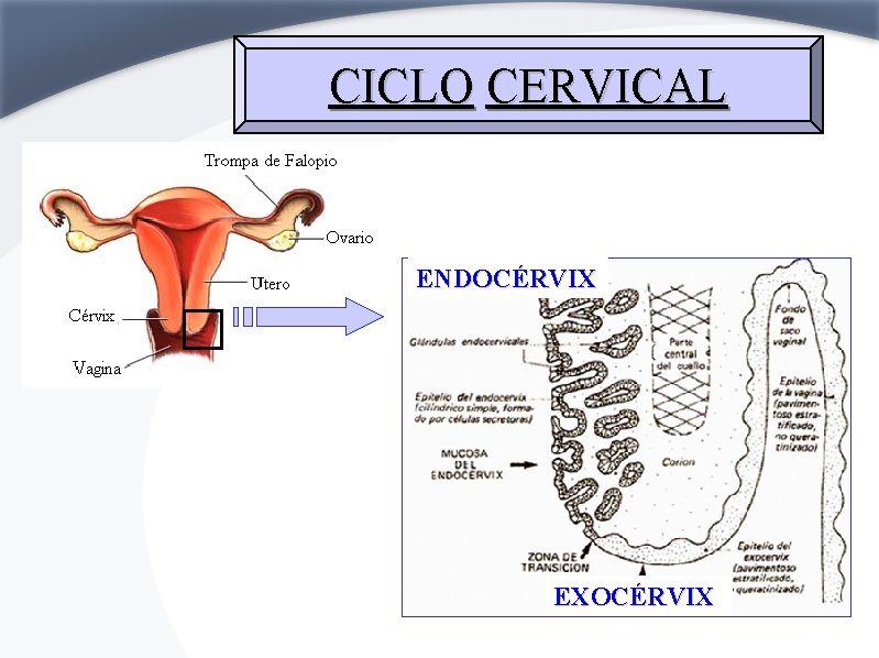 CICLO CERVICAL ENDOCÉRVIX EXOCÉRVIX 