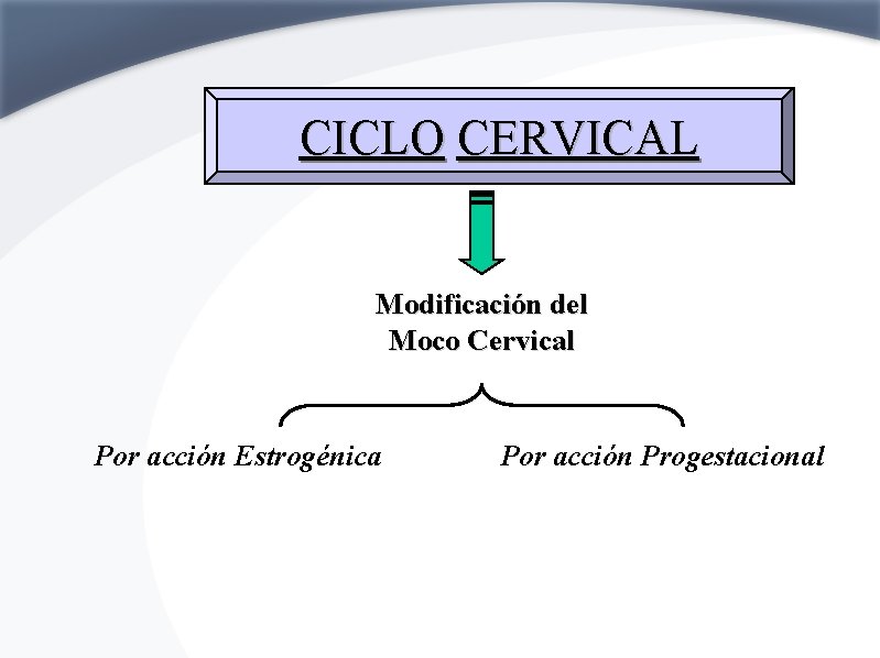 CICLO CERVICAL Modificación del Moco Cervical Por acción Estrogénica Por acción Progestacional 