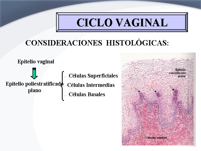 CICLO VAGINAL CONSIDERACIONES HISTOLÓGICAS: Epitelio vaginal. - Células Superficiales Epitelio poliestratificado. - Células Intermedias