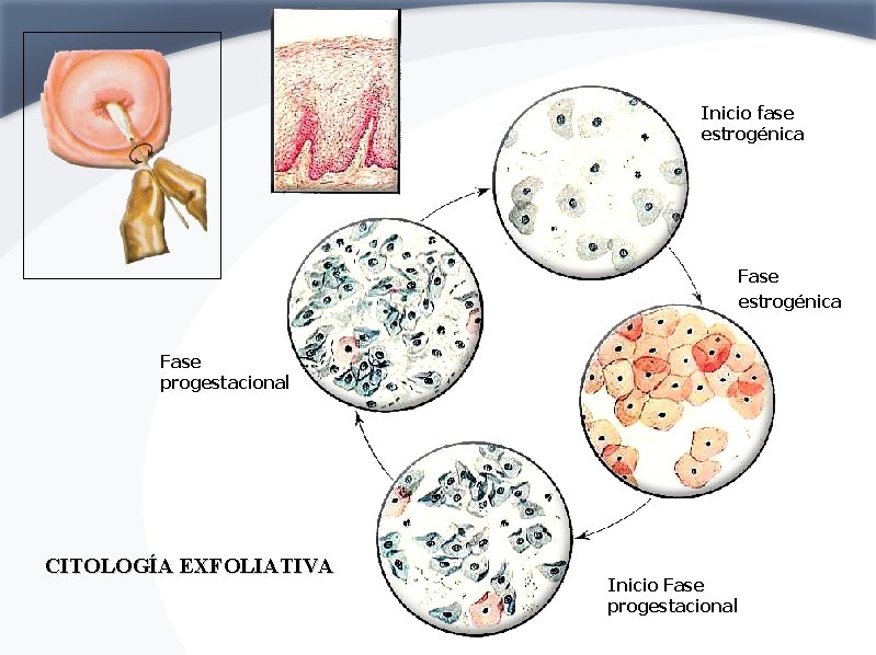 Inicio fase estrogénica Fase progestacional CITOLOGÍA EXFOLIATIVA Inicio Fase progestacional 