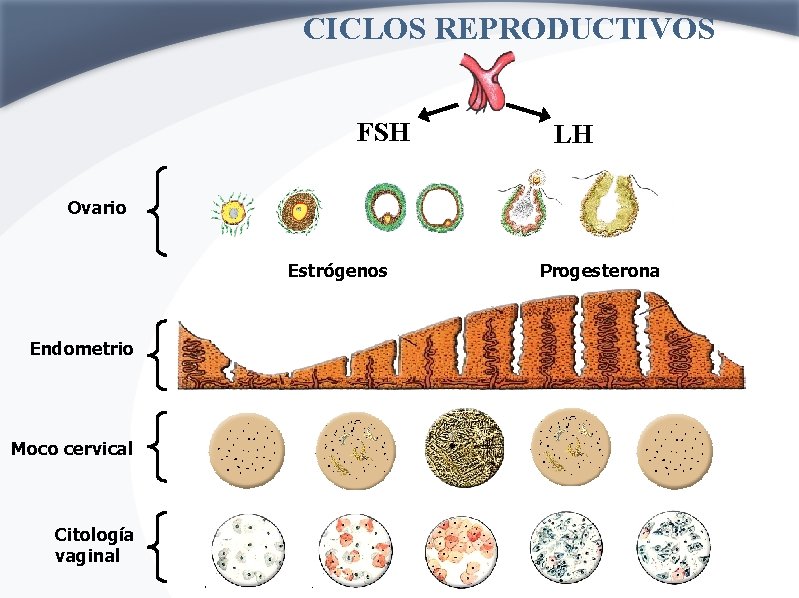 CICLOS REPRODUCTIVOS FSH LH Ovario Estrógenos Endometrio Moco cervical Citología vaginal Progesterona 