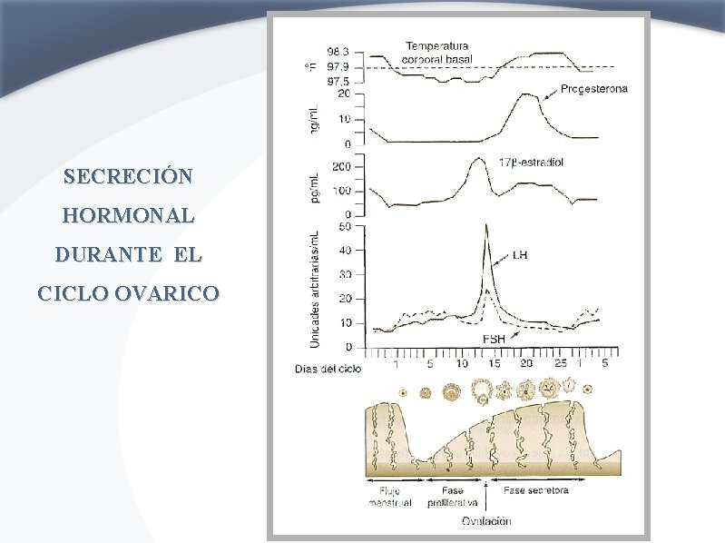 SECRECIÓN HORMONAL DURANTE EL CICLO OVARICO 