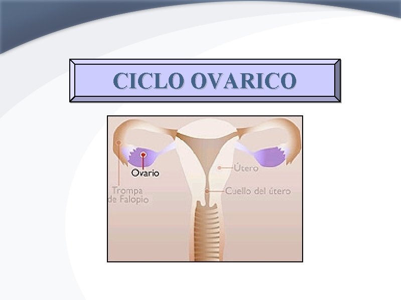 CICLO OVARICO 