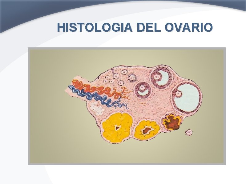 HISTOLOGIA DEL OVARIO 