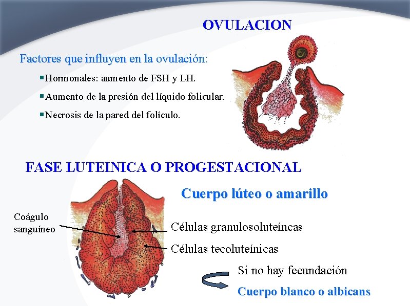 OVULACION Factores que influyen en la ovulación: ovulación Hormonales: aumento de FSH y LH.