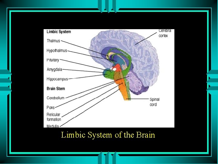 Limbic System of the Brain 