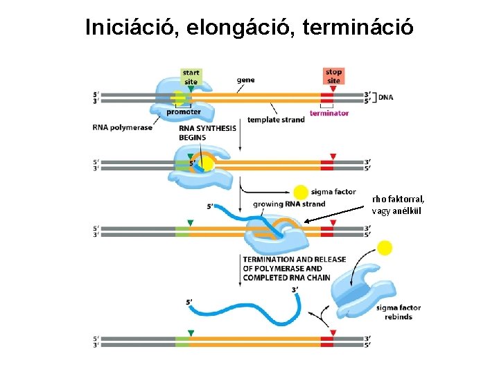 Iniciáció, elongáció, termináció rho faktorral, vagy anélkül 