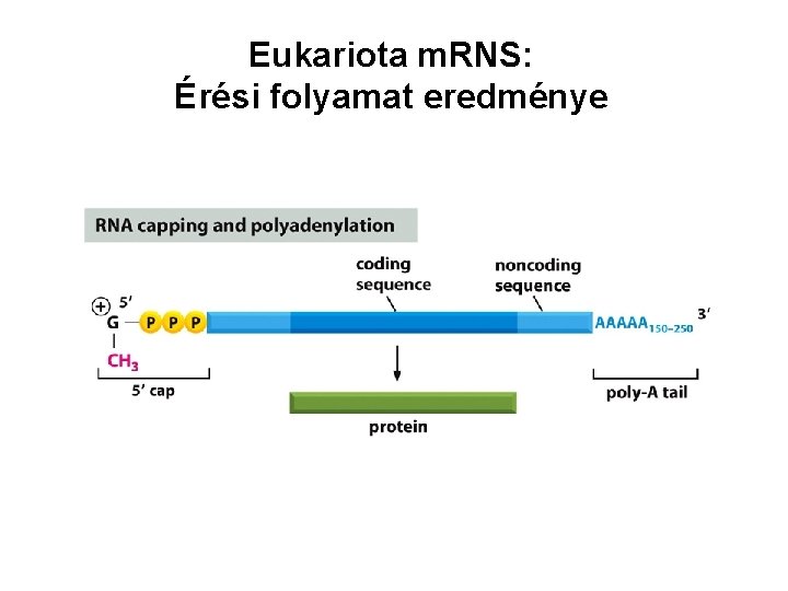 Eukariota m. RNS: Érési folyamat eredménye 