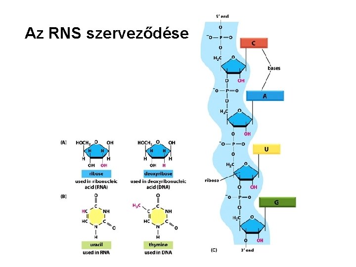 Az RNS szerveződése 
