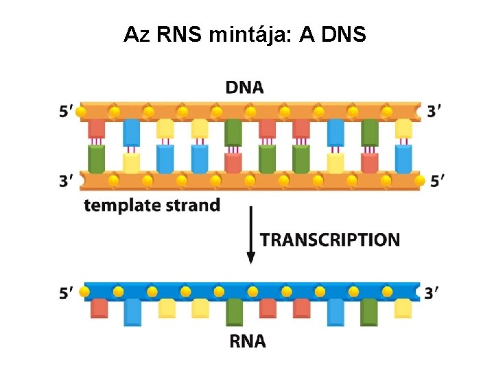 Az RNS mintája: A DNS 