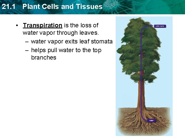 21. 1 Plant Cells and Tissues • Transpiration is the loss of water vapor
