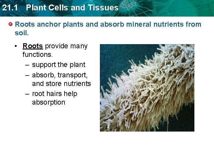 21. 1 Plant Cells and Tissues Roots anchor plants and absorb mineral nutrients from