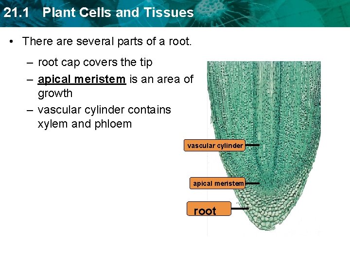 21. 1 Plant Cells and Tissues • There are several parts of a root.