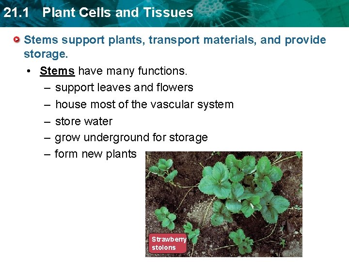 21. 1 Plant Cells and Tissues Stems support plants, transport materials, and provide storage.