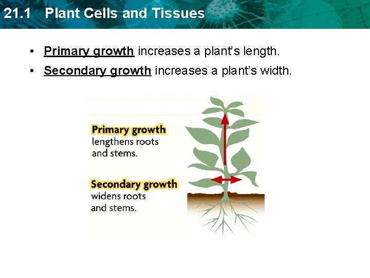 21. 1 Plant Cells and Tissues • Primary growth increases a plant’s length. •