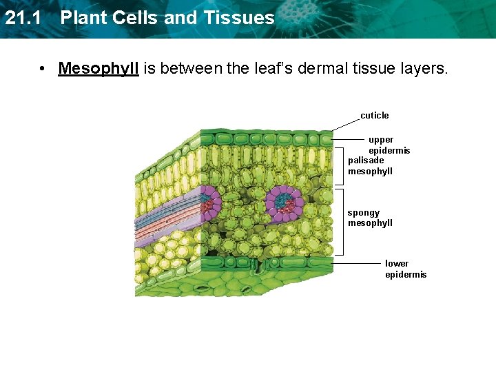 21. 1 Plant Cells and Tissues • Mesophyll is between the leaf’s dermal tissue