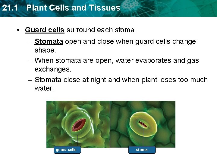 21. 1 Plant Cells and Tissues • Guard cells surround each stoma. – Stomata