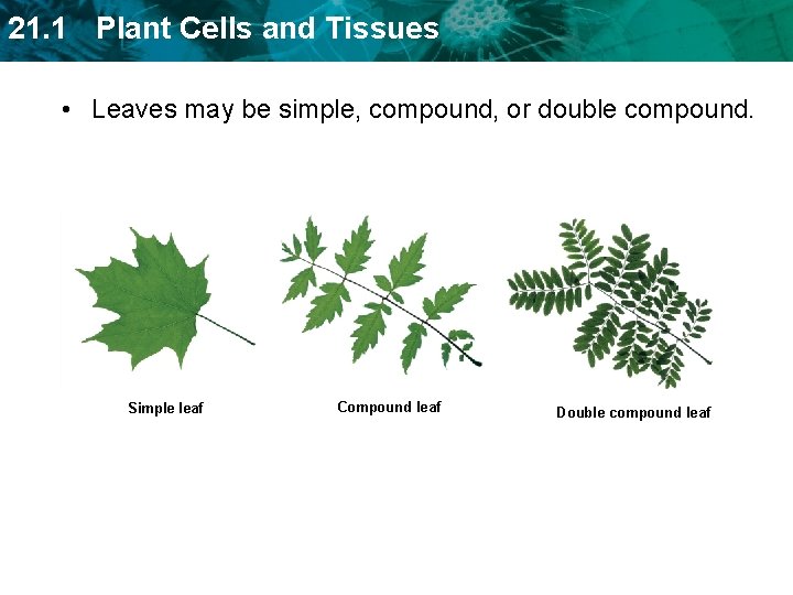 21. 1 Plant Cells and Tissues • Leaves may be simple, compound, or double