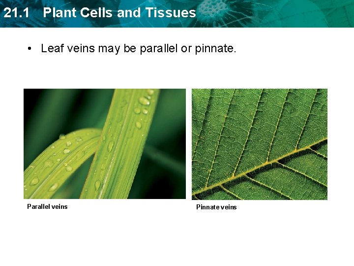 21. 1 Plant Cells and Tissues • Leaf veins may be parallel or pinnate.