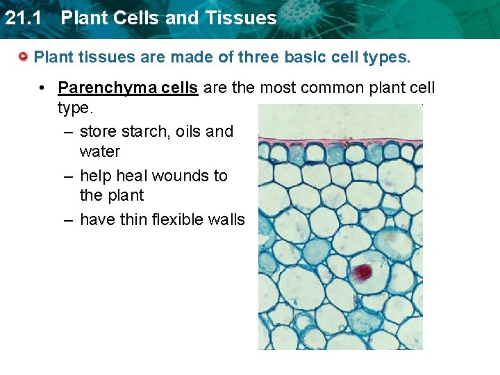 21. 1 Plant Cells and Tissues Plant tissues are made of three basic cell