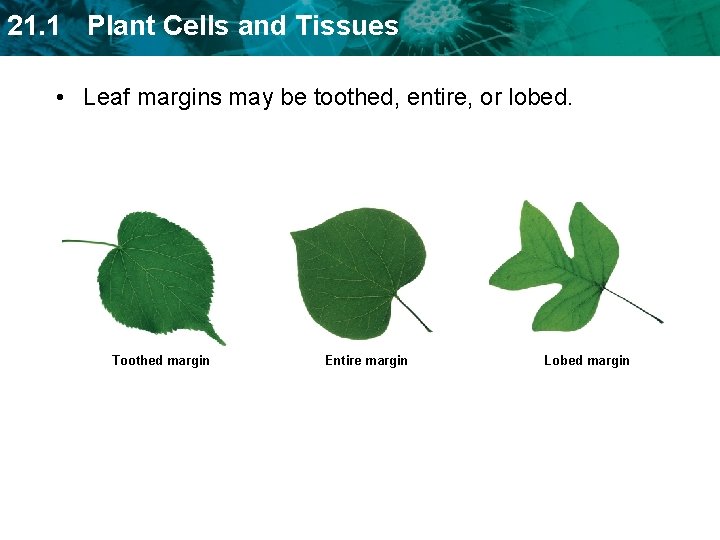 21. 1 Plant Cells and Tissues • Leaf margins may be toothed, entire, or