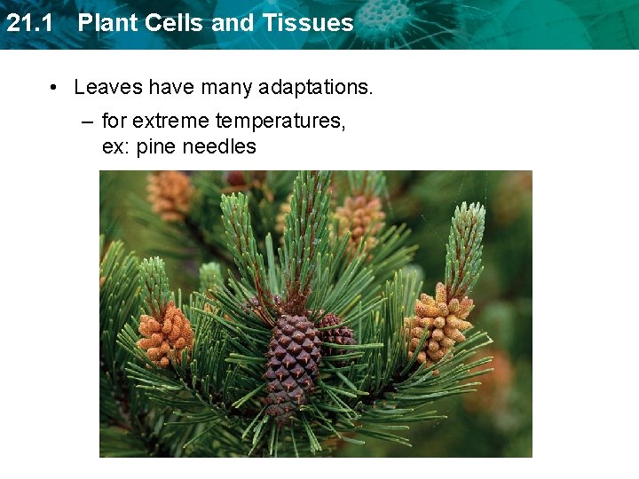 21. 1 Plant Cells and Tissues • Leaves have many adaptations. – for extreme