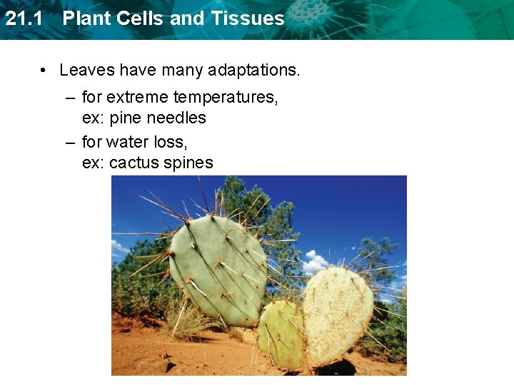 21. 1 Plant Cells and Tissues • Leaves have many adaptations. – for extreme