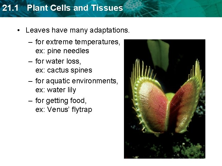 21. 1 Plant Cells and Tissues • Leaves have many adaptations. – for extreme