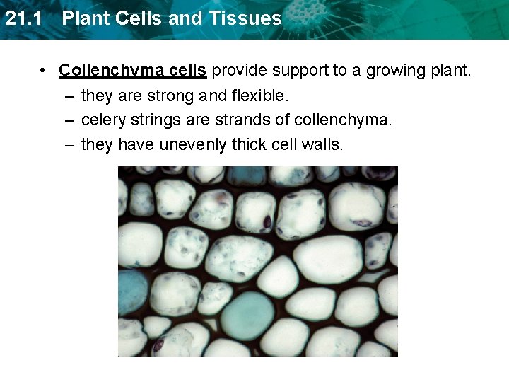 21. 1 Plant Cells and Tissues • Collenchyma cells provide support to a growing