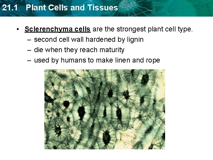 21. 1 Plant Cells and Tissues • Sclerenchyma cells are the strongest plant cell