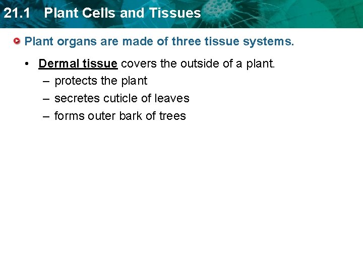 21. 1 Plant Cells and Tissues Plant organs are made of three tissue systems.