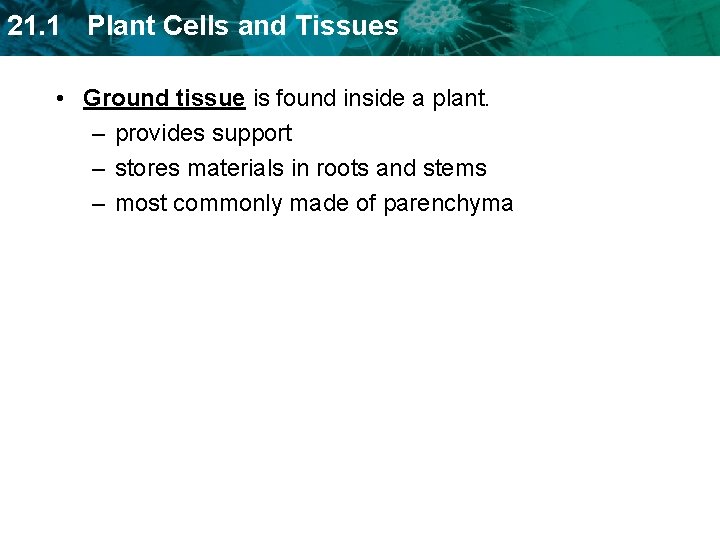 21. 1 Plant Cells and Tissues • Ground tissue is found inside a plant.