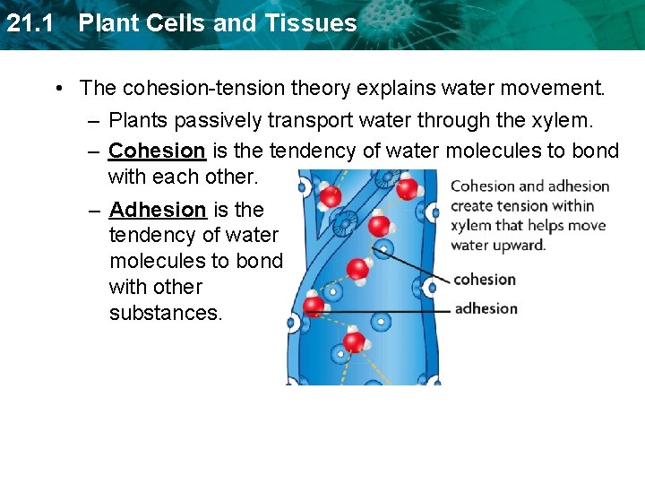 21. 1 Plant Cells and Tissues • The cohesion-tension theory explains water movement. –