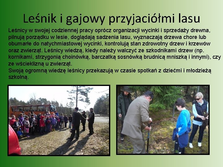 Leśnik i gajowy przyjaciółmi lasu Leśnicy w swojej codziennej pracy oprócz organizacji wycinki i