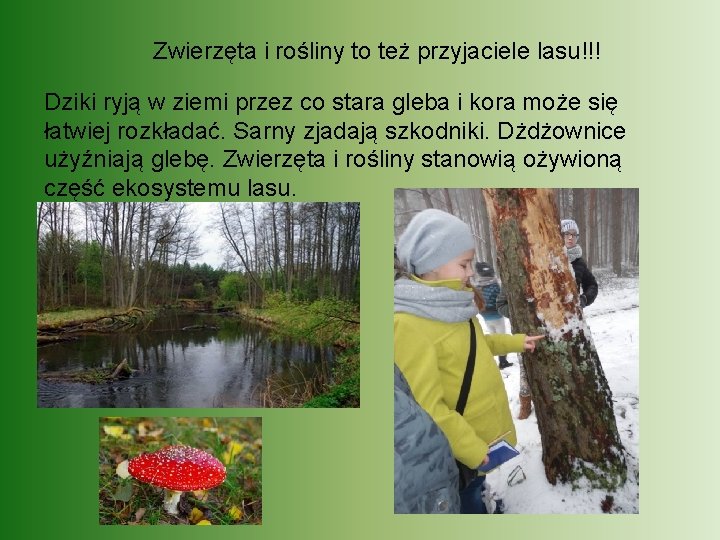 Zwierzęta i rośliny to też przyjaciele lasu!!! Dziki ryją w ziemi przez co stara