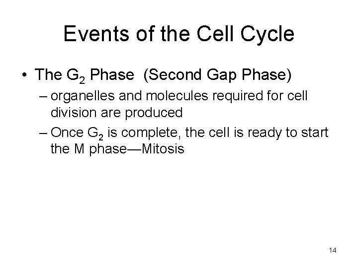 Events of the Cell Cycle • The G 2 Phase (Second Gap Phase) –