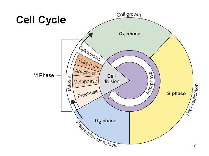 Cell Cycle M Phase 15 
