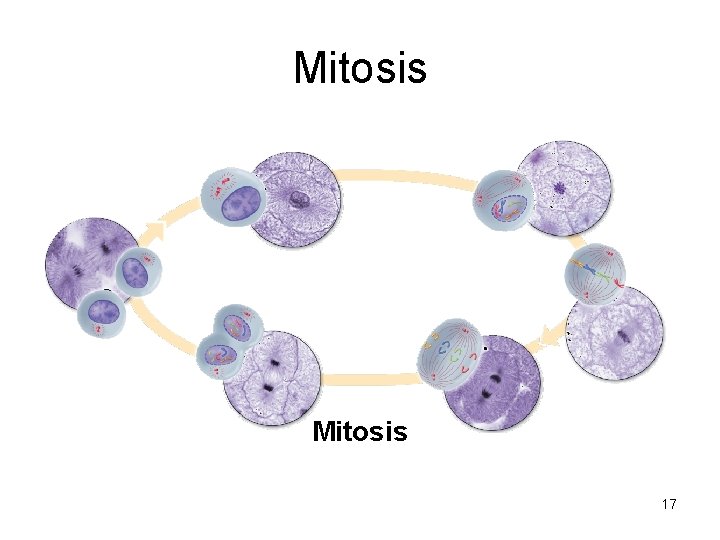 Mitosis 17 