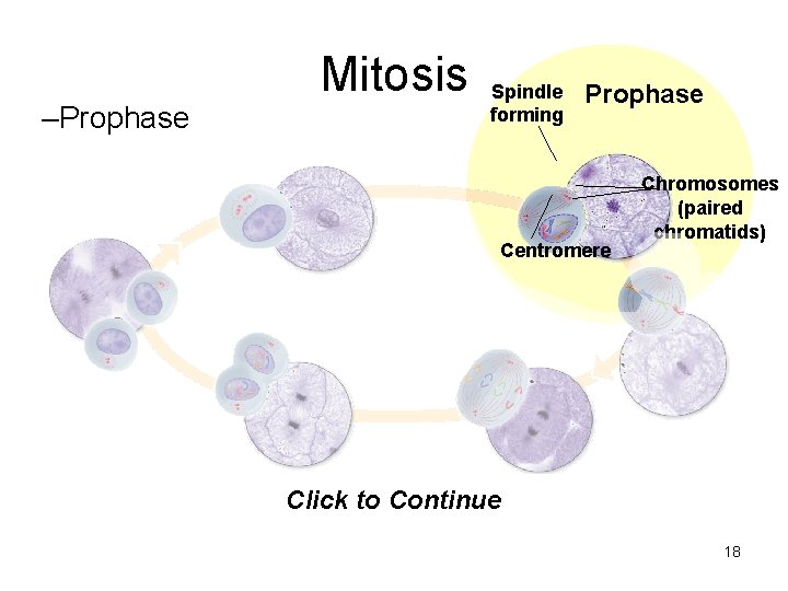 Section 10 -2 –Prophase Mitosis Spindle forming Prophase Centromere Chromosomes (paired chromatids) Click to