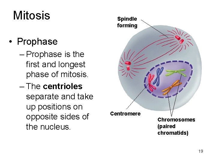 Mitosis Spindle forming • Prophase – Prophase is the first and longest phase of