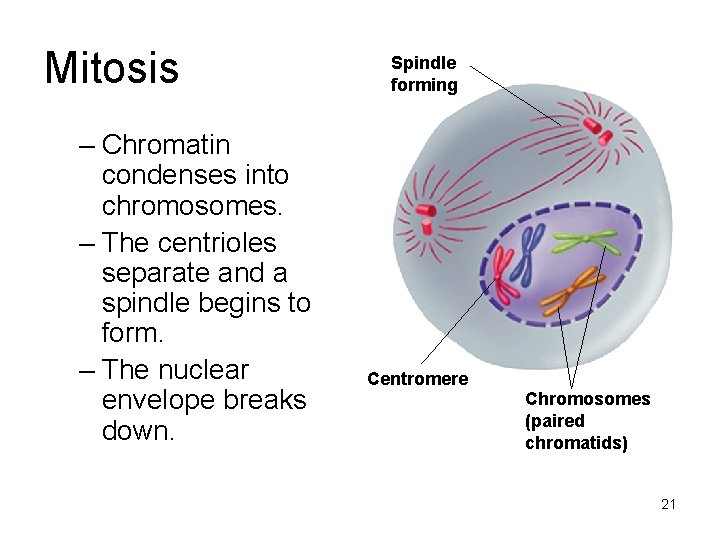 Mitosis – Chromatin condenses into chromosomes. – The centrioles separate and a spindle begins